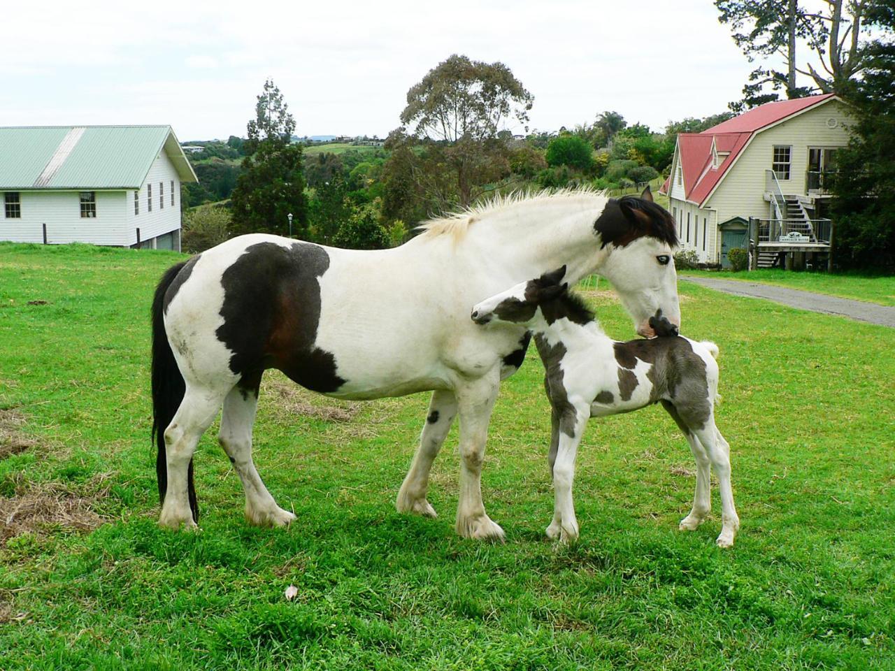Willa The Carriage House-Bay Of Islands Kerikeri Zewnętrze zdjęcie